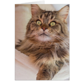 私の注意を有します! -メインのあらいぐま猫カード