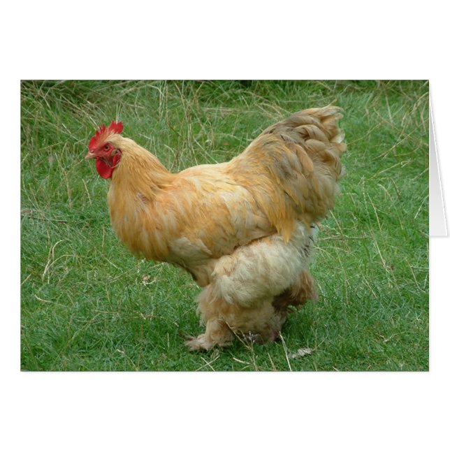 私の物をもったいぶって歩いて下さい (正面横)