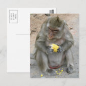 私の物!!...ワイルドタイマカケモンキー ポストカード (正面/裏面)