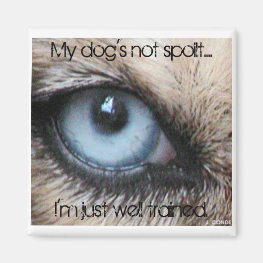 私の犬は甘やかされていない、私はちょうど十分に訓練されている マグネット (正面)