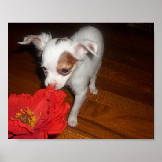 私の犬 ポスター (正面)