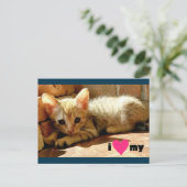 私の猫ハート ポストカード (スタンド正面)