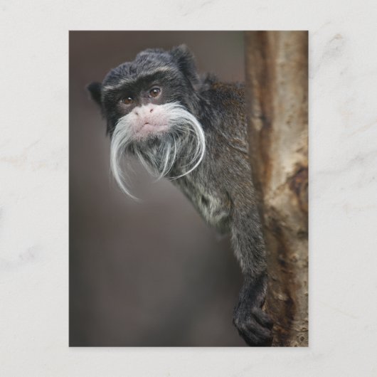 私の理容師?ポストカード ポストカード (正面)