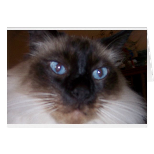 私の目に凝視して下さい (正面横)