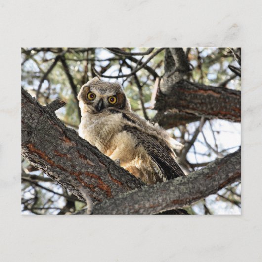 私の目を愛してる？-ポストカード ポストカード (正面)