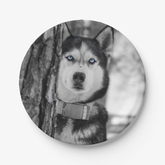 私の空色の目 ペーパープレート (正面)