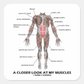 私の筋肉を詳しく見る（解剖学/解剖学） スクエアシール (正面)