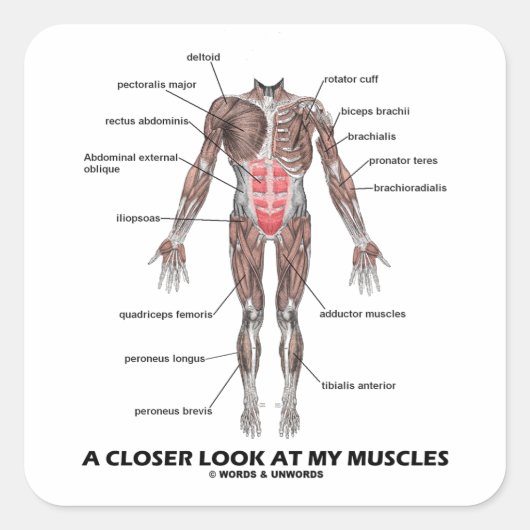 私の筋肉を詳しく見る（解剖学/解剖学） スクエアシール (正面)