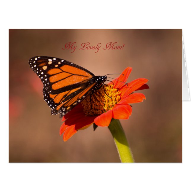 私の素敵な母、（昆虫）オオカバマダラ、モナーク蝶 (正面横)