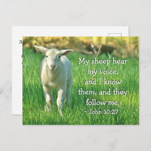 私の羊は私の声を聞く、ヨハネ10:27聖書の聖句 ポストカード (正面/裏面)