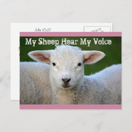 私の羊は私の声を聞く、ヨハネ10:27聖書の聖句 ポストカード (正面/裏面)