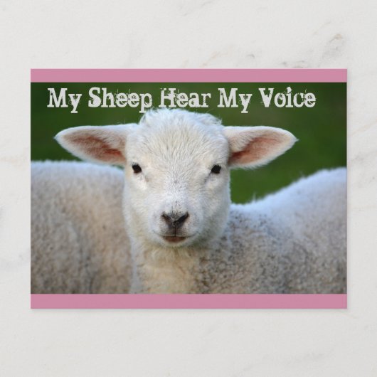 私の羊は私の声を聞く、ヨハネ10:27聖書の聖句 ポストカード (正面)