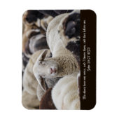 私の羊は、私の声、聖なる書物、 経典、羊の群れを聞く マグネット (縦)