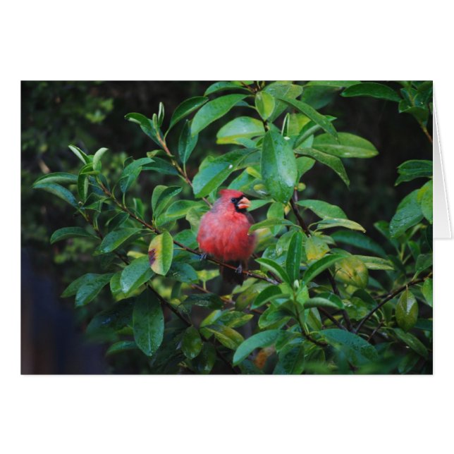 私の美徳の（鳥）ショウジョウコウカンチョウカード (正面横)