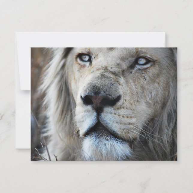 私の聞心拍にライオンはアフリカ (正面)