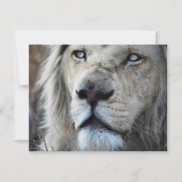 私の聞心拍にライオンはアフリカ