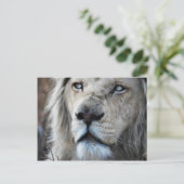 私の聞心拍にライオンはアフリカ ポストカード (スタンド正面)