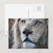 私の聞心拍にライオンはアフリカ ポストカード (正面/裏面)