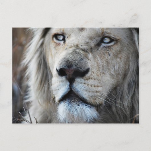 私の聞心拍にライオンはアフリカ ポストカード (正面)