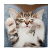 私の膝の上の子猫 タイル (正面)