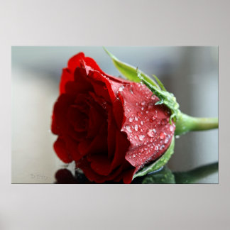 私の誕生日バラ ポスター