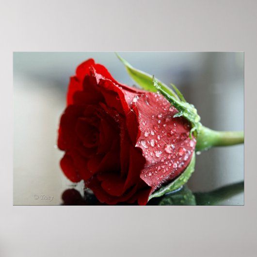 私の誕生日バラ ポスター (正面)