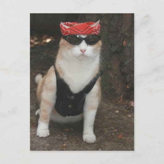 私の豚はどこだ? ポストカード (正面)