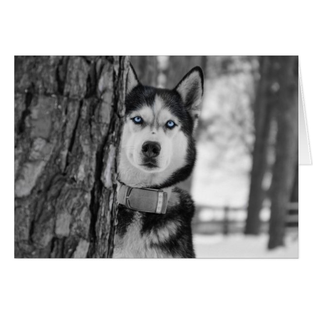 私の赤ちゃんの青い目 (正面横)