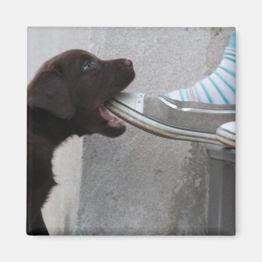 私の靴を食べちゃえ! ラブラドール子犬 マグネット (正面)