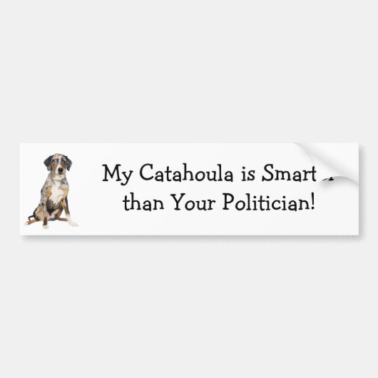 私のCatahoulaはあなたの政治家より頭が切れるです バンパーステッカー (正面)