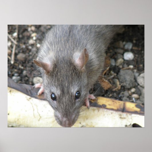 私はあなたを見ているネズミプリント ポスター (正面)