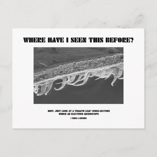 私はこれをどこで見たことがある？トマトリーフ ポストカード (正面)