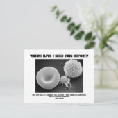 私はこれをどこで見たことがある？血球 ポストカード (スタンド正面)