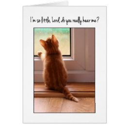 私はとても小さな存在です、主よ、私の声が聞こえますか?子猫