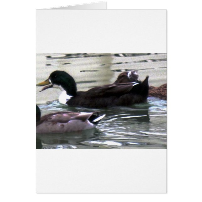 私はアヒルが大好き (正面)