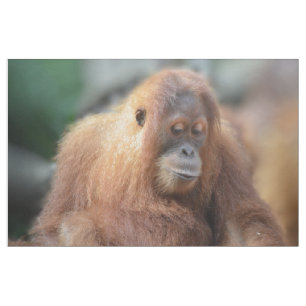 私はオランウータンを愛します ファブリック