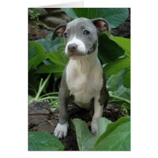 私はオリーブ色です