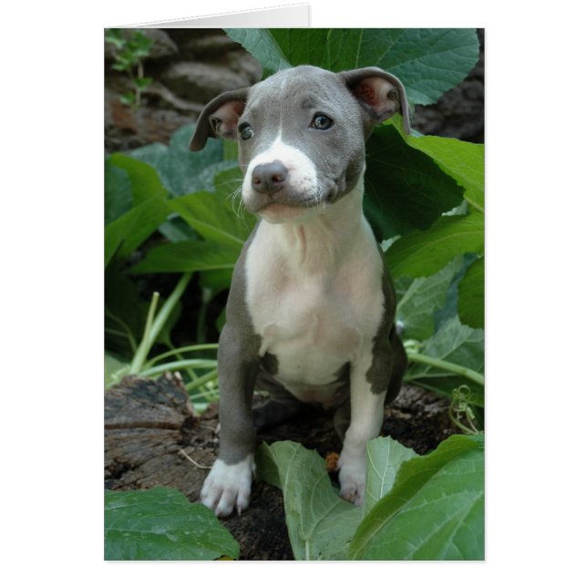 私はオリーブ色です (正面)