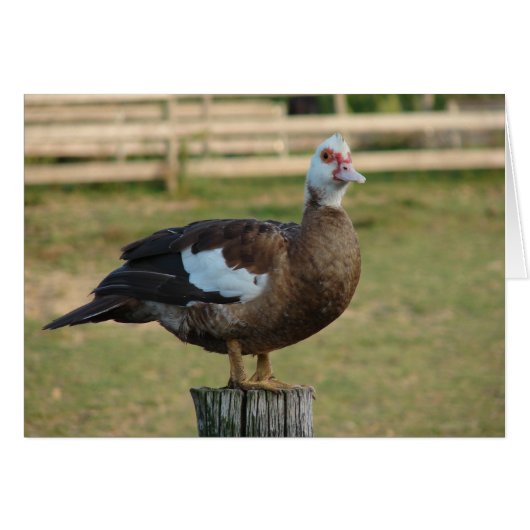 私はカモメだ (正面横)