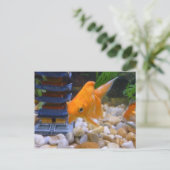 私はコイコイ ポストカード (スタンド正面)