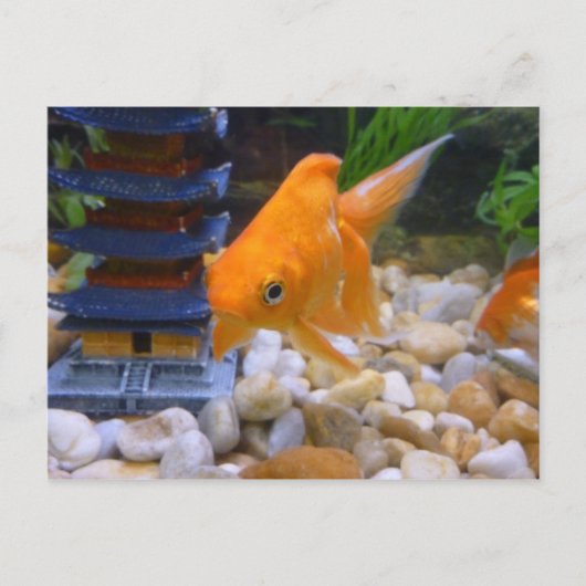 私はコイコイ ポストカード (正面)