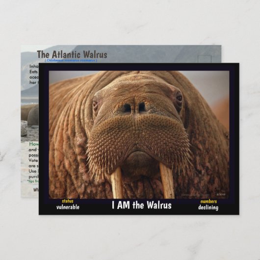 私はセイウチで、絶滅の危機に瀕している動物だ。 ポストカード (正面/裏面)