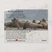 私はセイウチで、絶滅の危機に瀕している動物だ。 ポストカード (裏面)