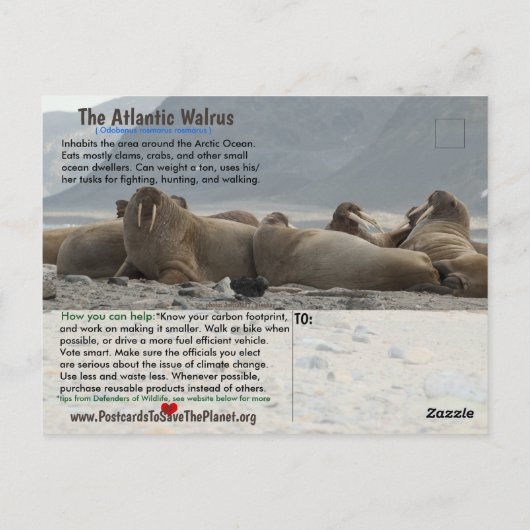 私はセイウチで、絶滅の危機に瀕している動物だ。 ポストカード (裏面)