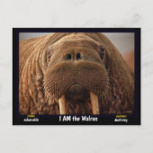 私はセイウチで、絶滅の危機に瀕している動物だ。 ポストカード (正面)