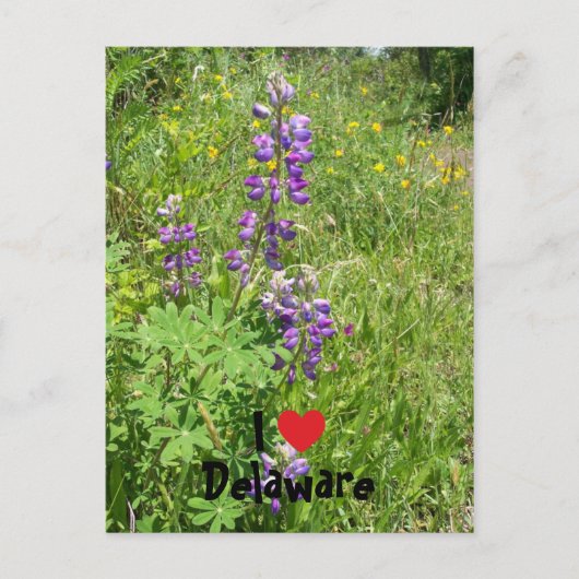 私はデラウェアが大好き ポストカード (正面)