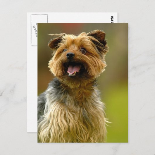 私はヨークシャーテリア大好き!ポストカード ポストカード (正面/裏面)