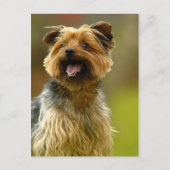私はヨークシャーテリア大好き!ポストカード ポストカード (正面)