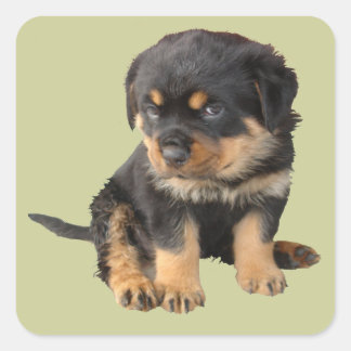 私は可愛いと言われる必要はない スクエアシール