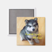 私は太っていない、私は少しハスキーだ！ マグネット (正面/裏面)